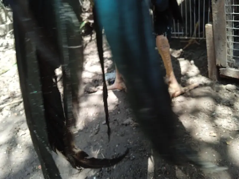 pure black aseel — photo 2