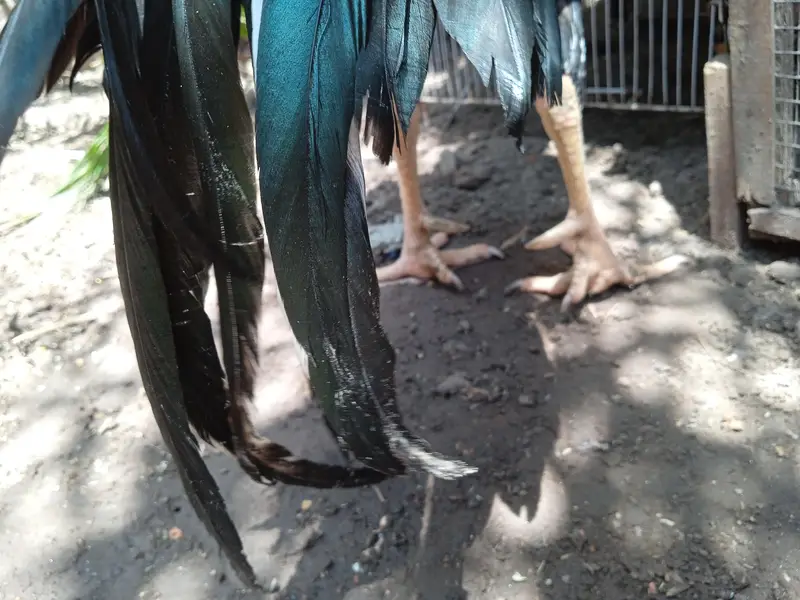 pure black aseel — photo 3