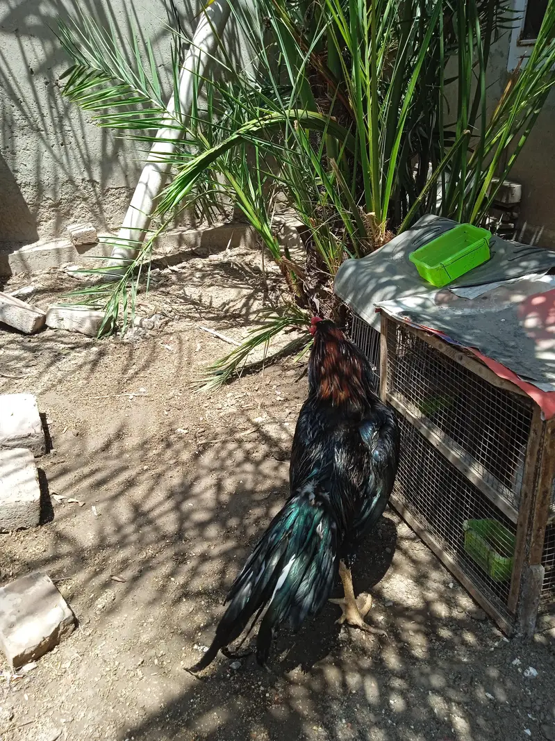 pure black aseel — photo 4