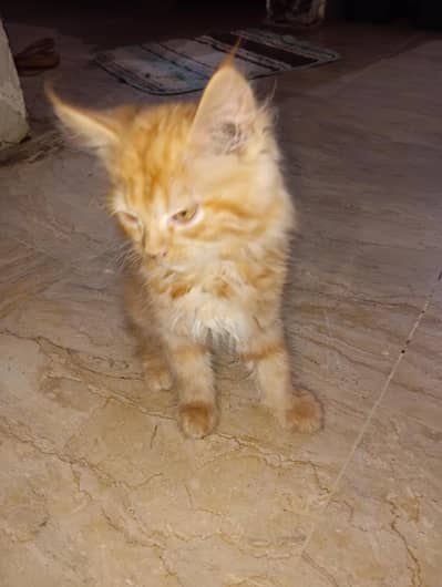 Persian cat for sale