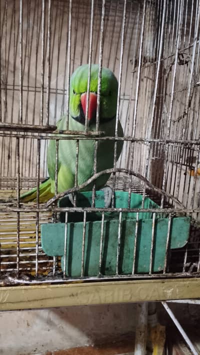 Speaking green parrot
