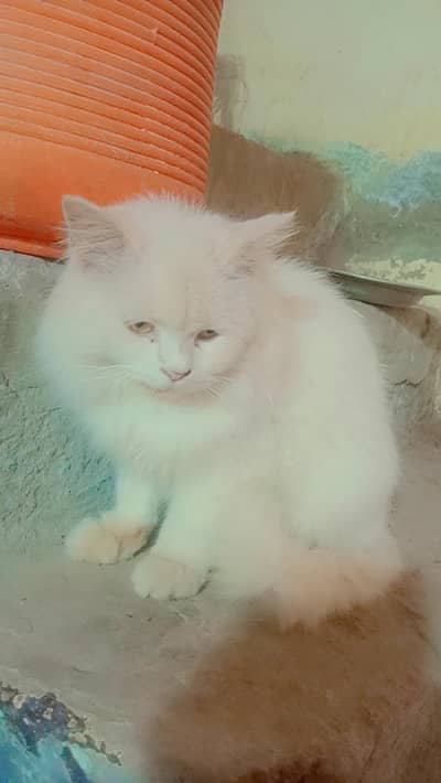 cat 