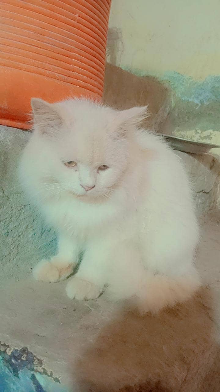 cat  0