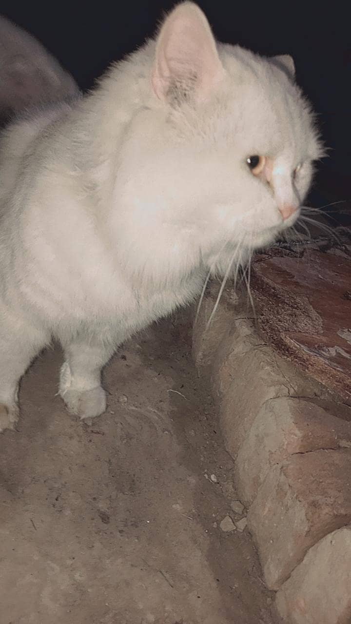 cat  1
