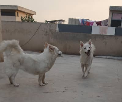 Russian puppy for new home 