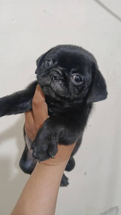 pug no