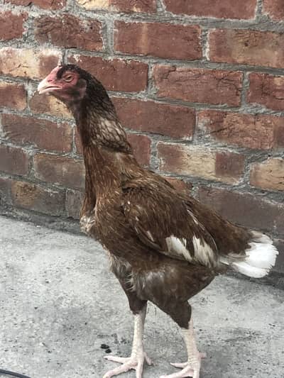 Home Bred Lakha Aseel Hen with Chick (Active & Healthy)