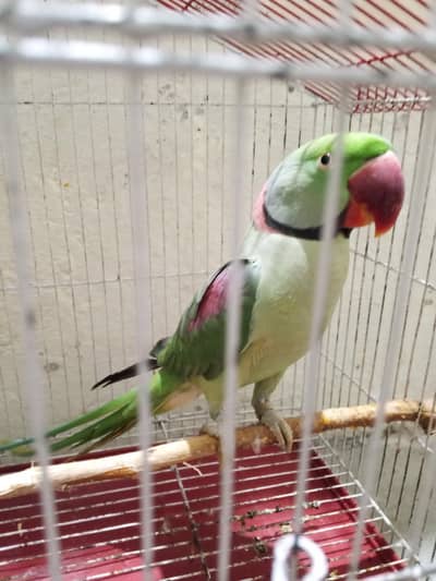 urgent sale