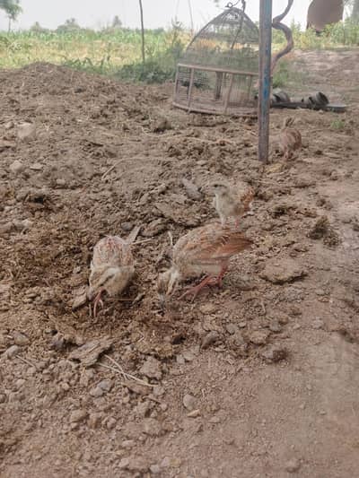 بستی کہیل جلالپوری