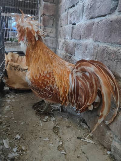 Buff Polish Male and Bantam pair available