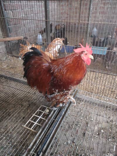 Bantam pair available