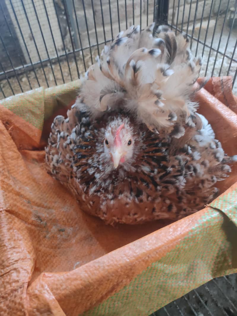 Bantam pair available 1