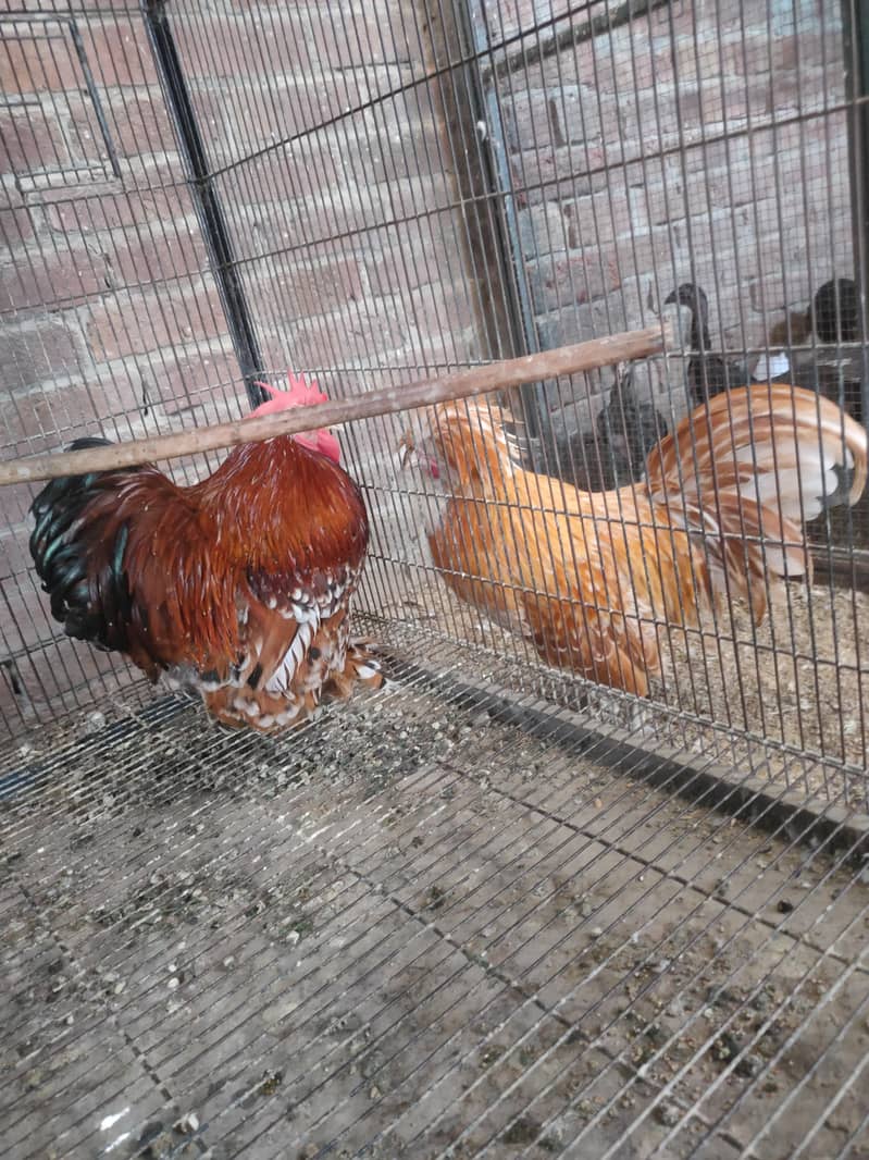 Bantam pair available 2