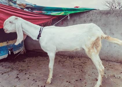 pure rajanpuri gulabi bakri 4 dant ho rahi hain abi hoi nhi