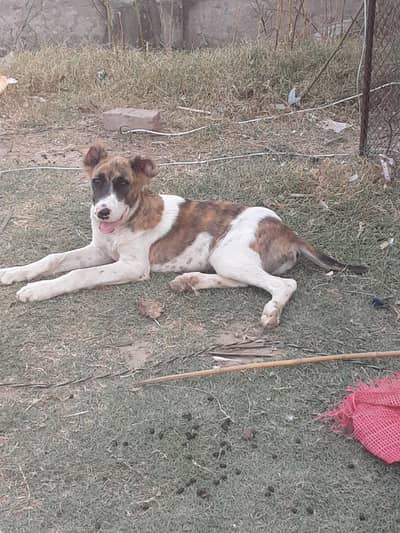 alabai dog
