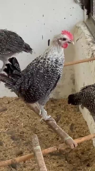 Hen pure Egyptian fayoumi chicks are available