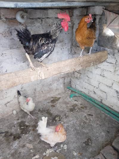 egg laying misri, golden hens.