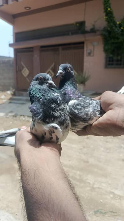 Shok k Kabuter for sale