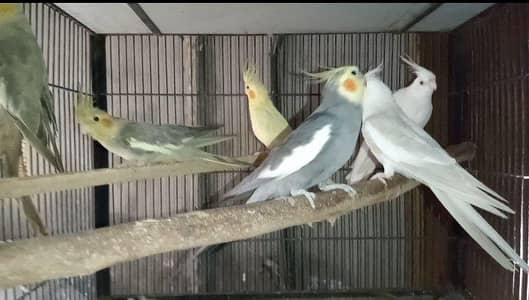 Fellow Lutino Grey Cockatiels