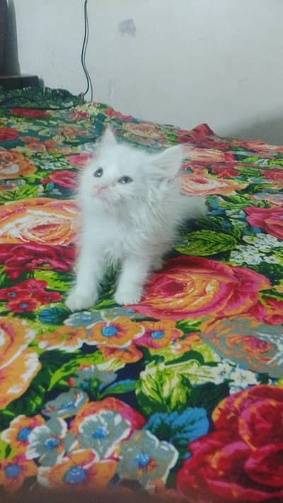 kitten sale