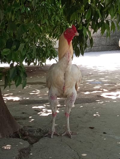 Aseel Heera murga cross Firtile eggs