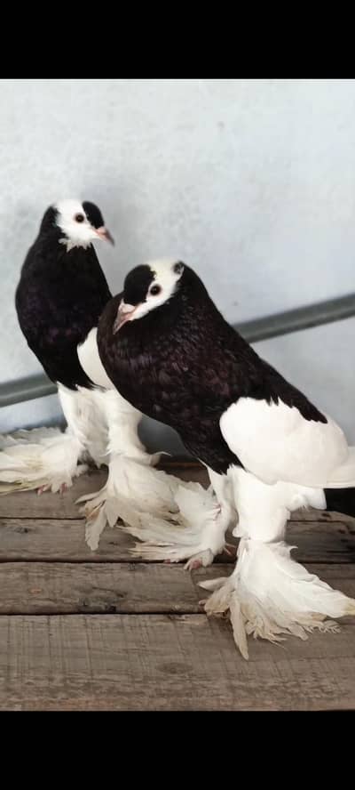 top quality pouter pigeon