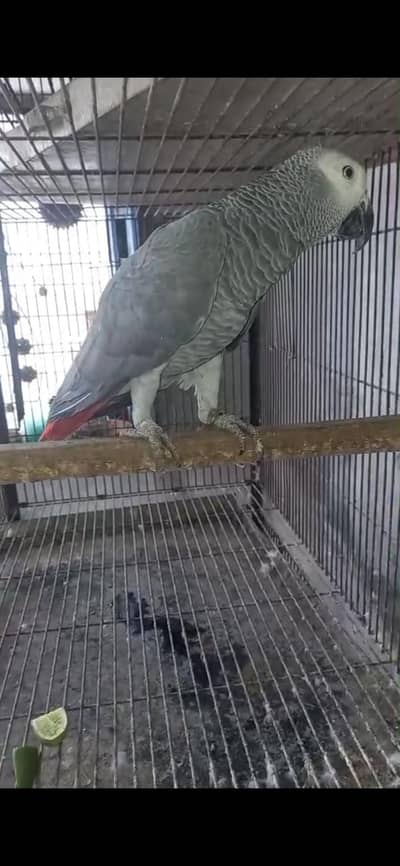 African gray parrot