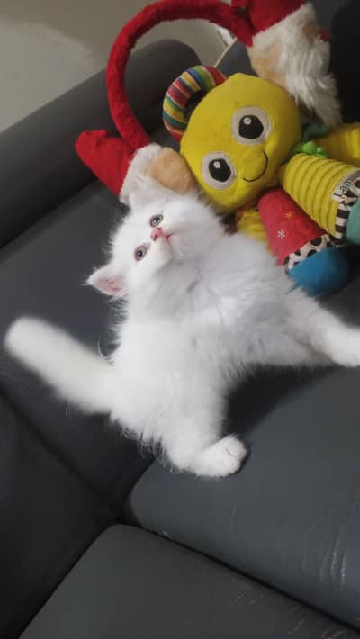 Pure Persian Semi Punch Face Snow White Kittens/Cats