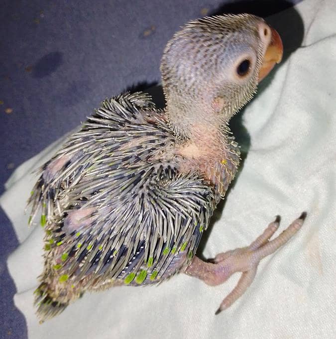 Ringneck chicks 0