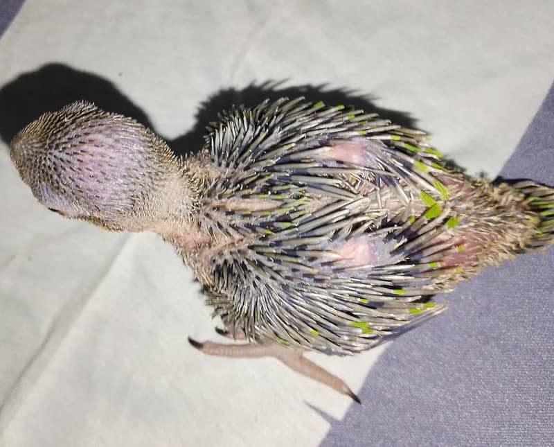Ringneck chicks 1