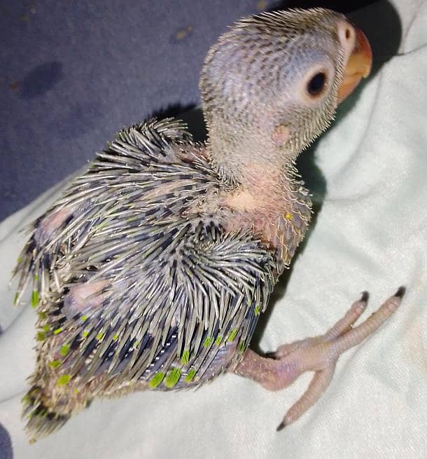Ringneck chicks 2