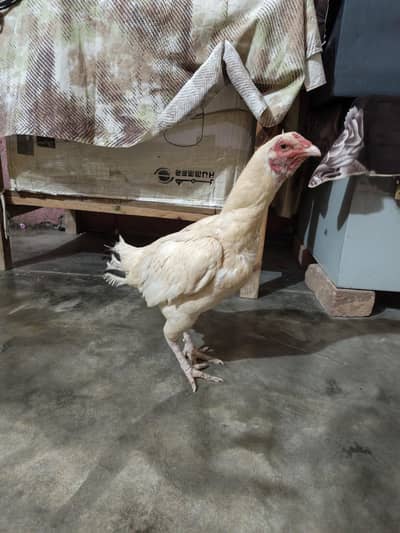 For sale