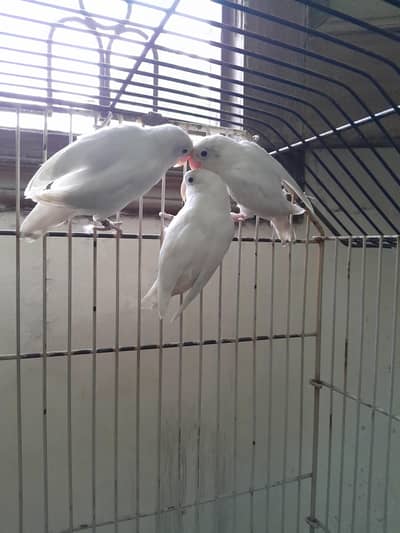 Albino split red eye Breeder pair