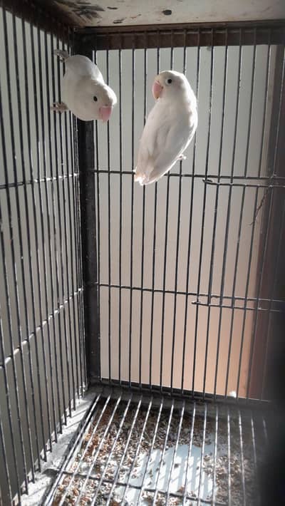 Albino split red eye Breeder pair