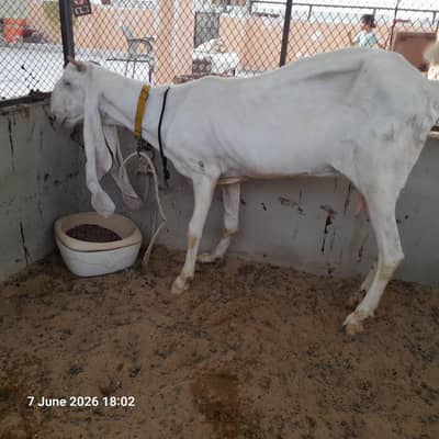 Pure Gulabi Bakri