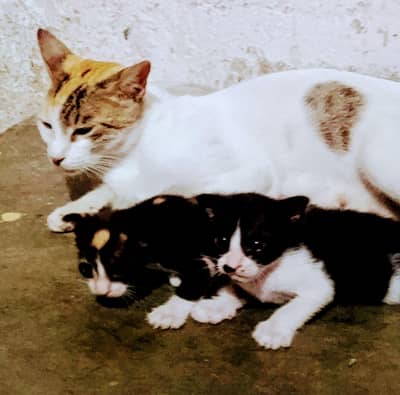 A cat has 2 kittens
