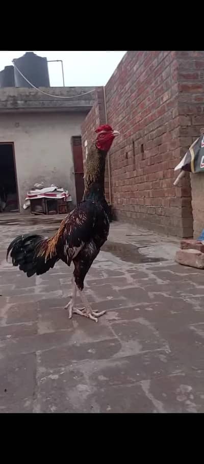 quality miawali burmi cross male