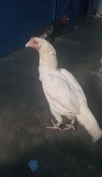 Aseel Heera Murgi Urgent Sale