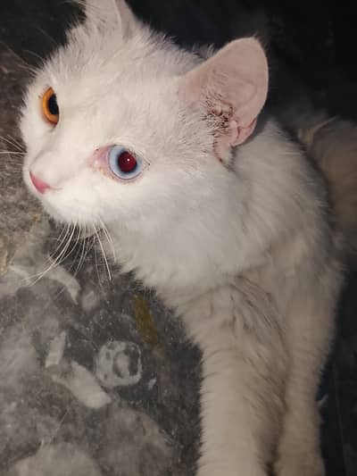 odd eyes cats male and female