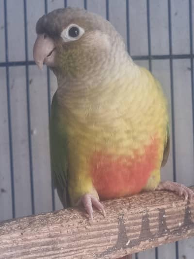 Yellow /white/conure/pineapple/raww/diamond dove/lovebird