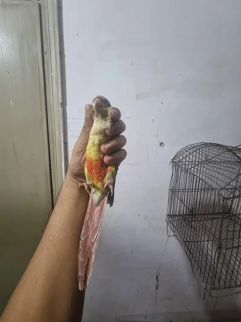 Yellow /white/conure/pineapple/raww/diamond dove/lovebird — photo 2