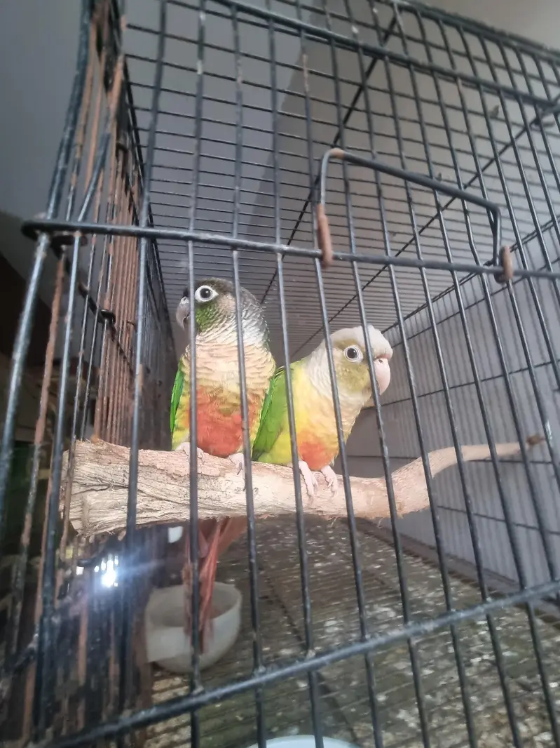 Yellow /white/conure/pineapple/raww/diamond dove/lovebird — photo 3