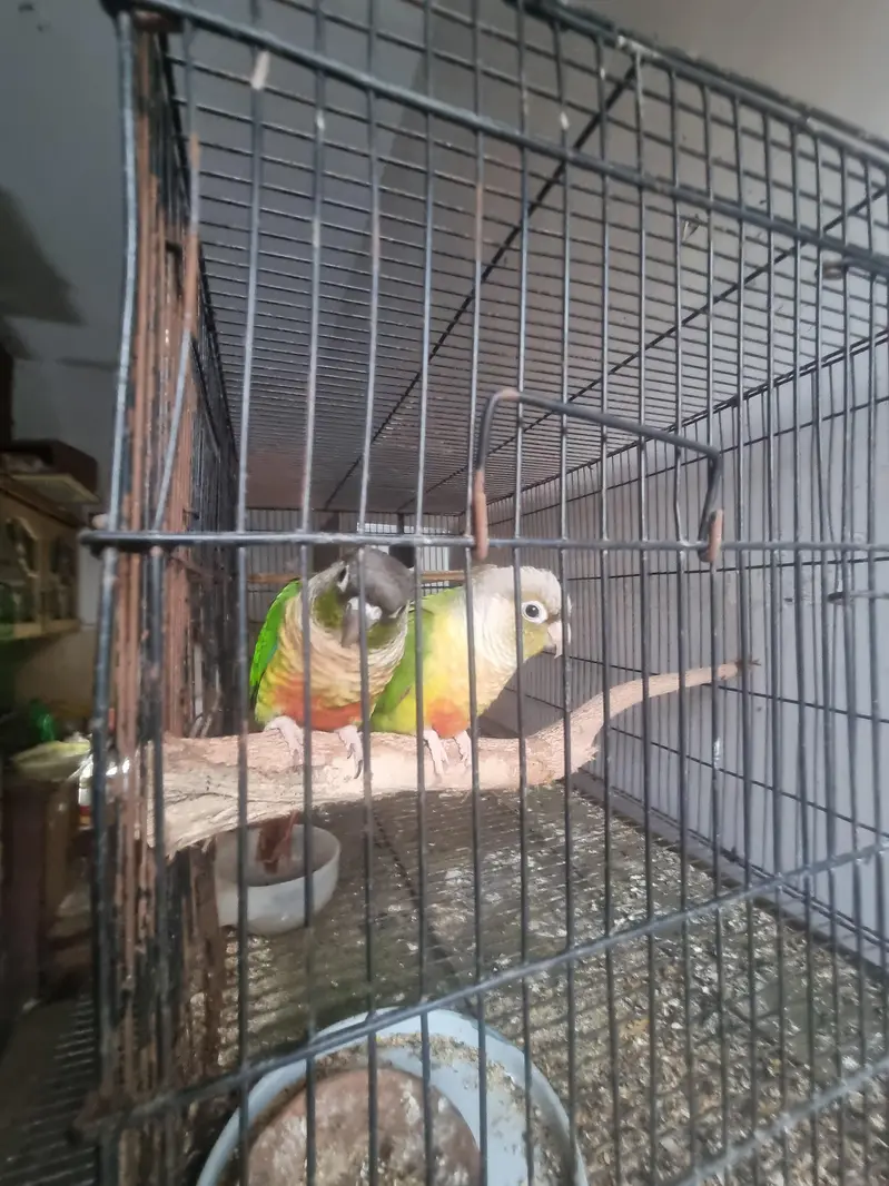 Yellow /white/conure/pineapple/raww/diamond dove/lovebird — photo 4