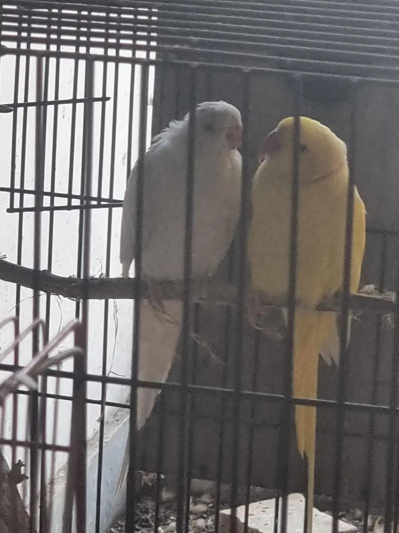 Yellow /white/conure/pineapple/raww/diamond dove/lovebird — photo 5