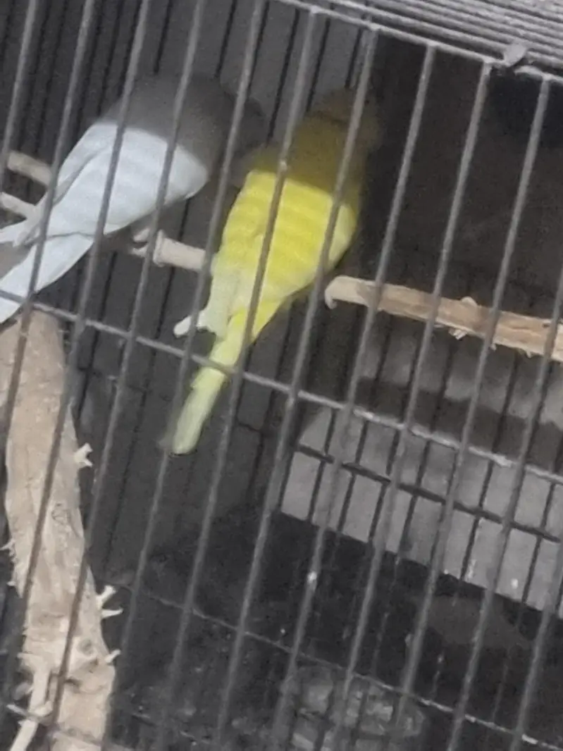 Yellow /white/conure/pineapple/raww/diamond dove/lovebird — photo 6