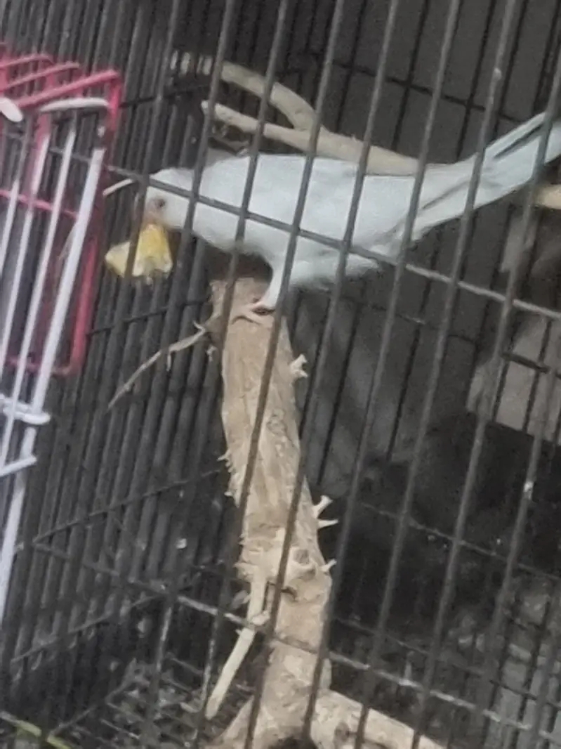 Yellow /white/conure/pineapple/raww/diamond dove/lovebird — photo 7