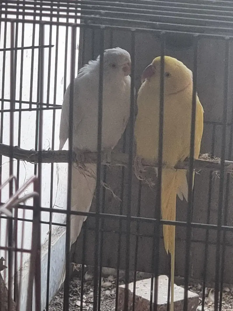 Yellow /white/conure/pineapple/raww/diamond dove/lovebird — photo 8