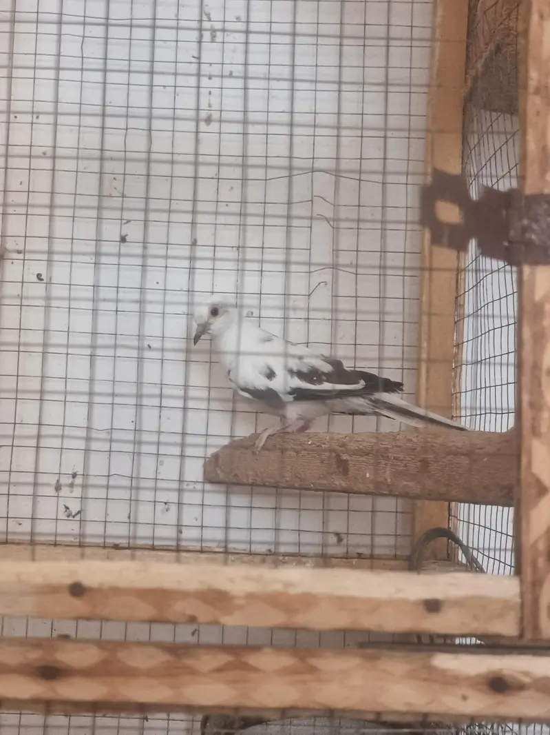 Yellow /white/conure/pineapple/raww/diamond dove/lovebird — photo 9