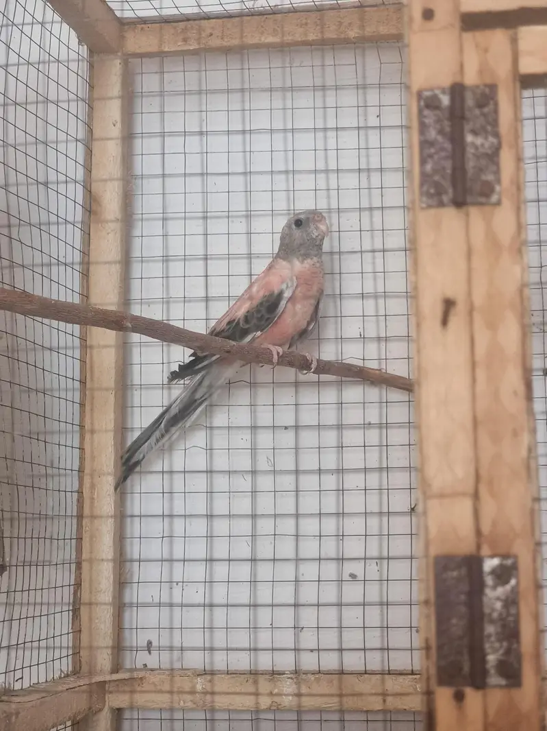 Yellow /white/conure/pineapple/raww/diamond dove/lovebird — photo 10