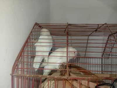Beautiful Albino Red-Eyed Love Birds Available for Sale!